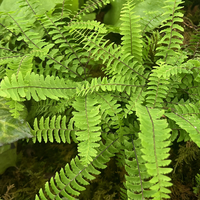 Adiantum aleuticum 'Imbricatum'